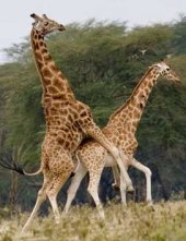 Giraffer i parring