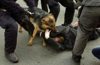 Politihund bider en demonstrant