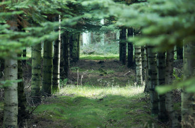 Forest Path