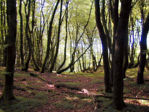 Troll Forest in Rold Skov